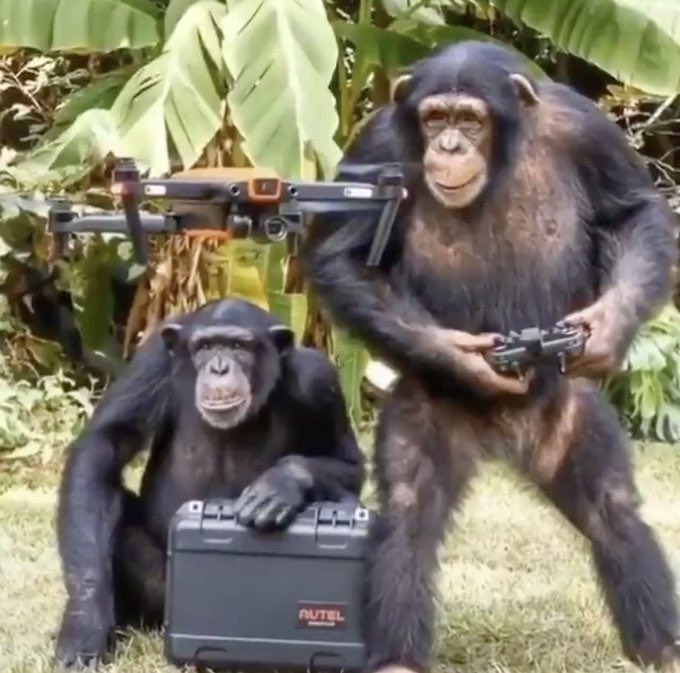 Monkey Flying And Controlling A Drone?