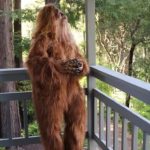 It is Against the Law to Hunt Bigfoot in Washington State?